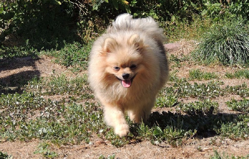 Lady milion dite mindy des cavaliers de Strass