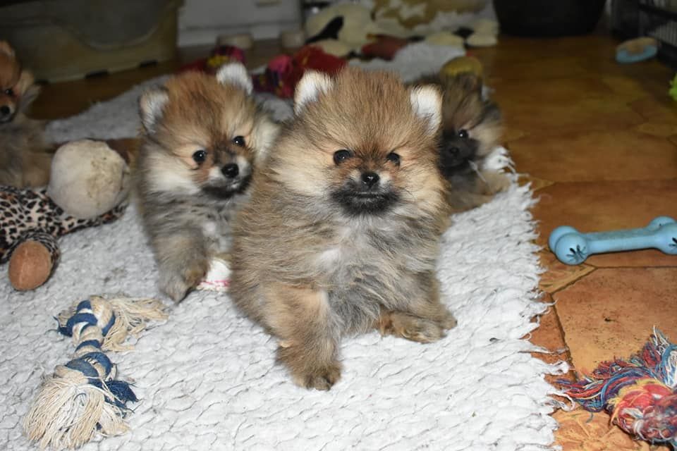 des cavaliers de Strass - Spitz allemand - Portée née le 14/09/2018