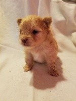 CHIOT